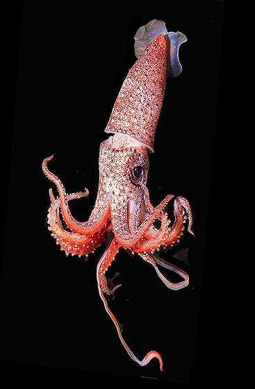Strawberry squid (Histioteuthis heteropsis) ; Image ONLY