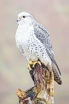 Gyrfalcon (Falco rusticolus); Image ONLY