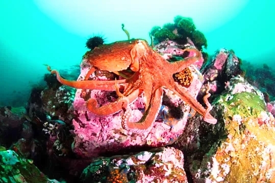 Pacific giant octopus (Enteroctopus dofleini); Image ONLY