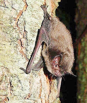 Indiana bat (Myotis sodalis) ; Image ONLY