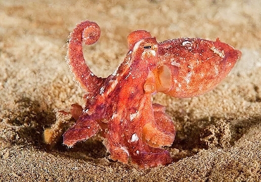East Pacific red octopus (Octopus rubescens); Image ONLY