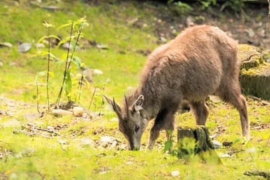 Chinese goral (Naemorhedus griseus); Image ONLY