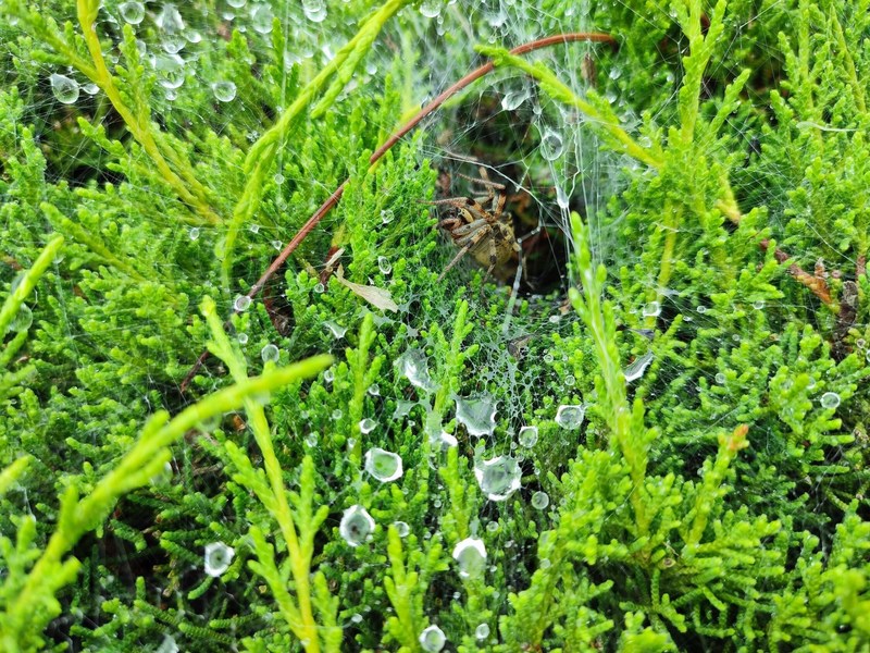 깔때기그물에서 쉬는 들풀거미 Agelena limbata; DISPLAY FULL IMAGE.