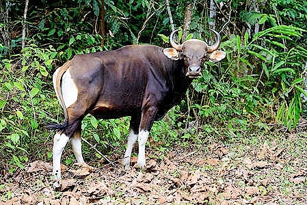 Banteng; Image ONLY