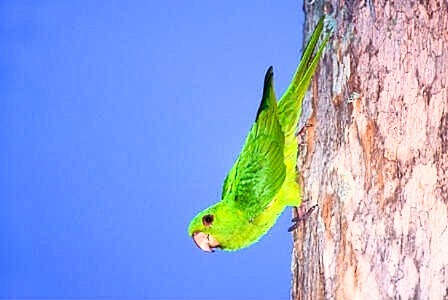 Green parakeet (Psittacara holochlorus); Image ONLY