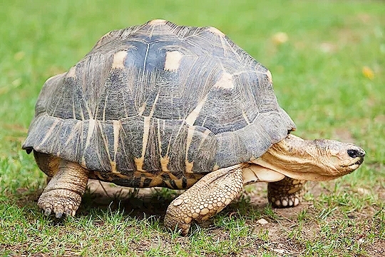 Radiated tortoise (Astrochelys radiata); Image ONLY