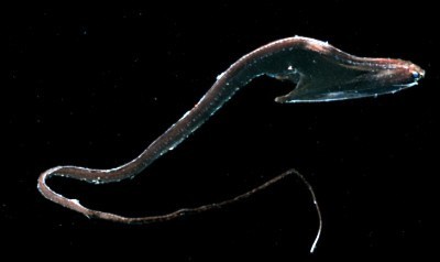 Pelican eel (Eurypharynx pelecanoides) ; Image ONLY