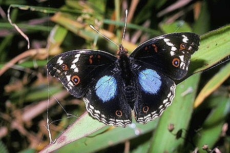 Dark blue pansy (Junonia oenone); Image ONLY