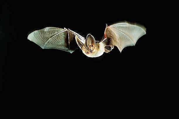 Brown long-eared bat (Plecotus auritus); Image ONLY