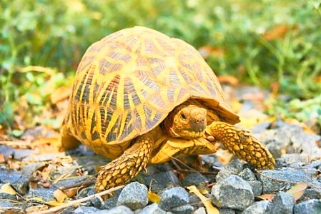 Indian star tortoise (Geochelone elegans); Image ONLY