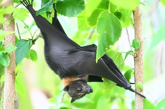 Mariana flying fox (Pteropus mariannus); Image ONLY