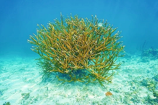 Staghorn coral (Acropora cervicornis); Image ONLY