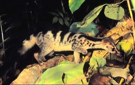 Owston's civet (Chrotogale owstoni); Image ONLY