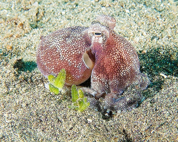 Caribbean armstripe octopus (Amphioctopus burryi); Image ONLY