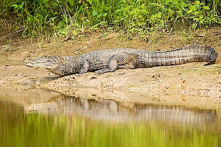 Spectacled Caiman (Caiman Crocodilus); Image ONLY