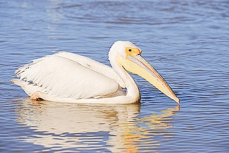 Great white pelican (Pelecanus onocrotalus); Image ONLY