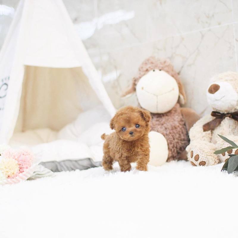 mini poodle puppies for sale near me - toy poodle puppies for sale - apricot toy poodle puppies for sale; DISPLAY FULL IMAGE.