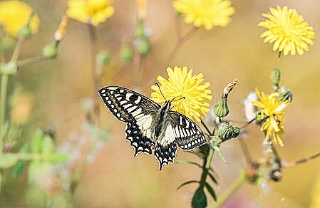 Corsican swallowtail (Papilio hospiton) ; Image ONLY