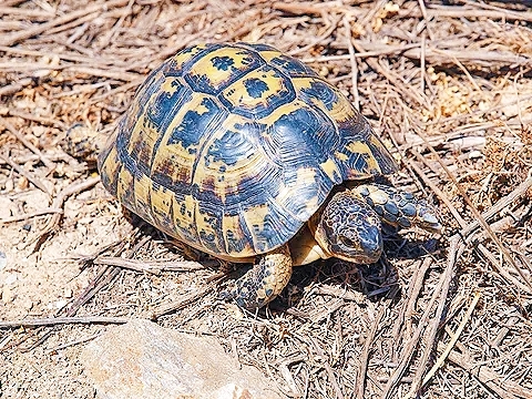 Mediterranean spur-thighed tortoise (Testudo graeca); Image ONLY