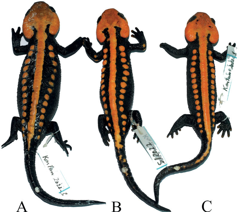 Tylototriton ngoclinhensis (Ngoc Linh Crocodile Newt): new species of Salamandridae from Vietnam; DISPLAY FULL IMAGE.