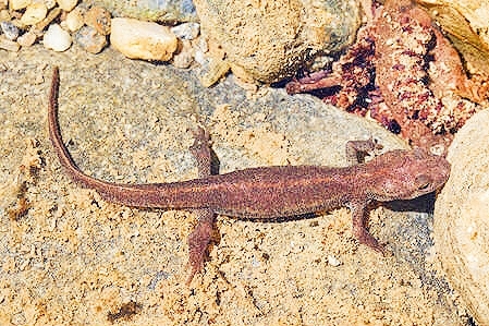 Corsican brook salamander (Euproctus montanus); Image ONLY