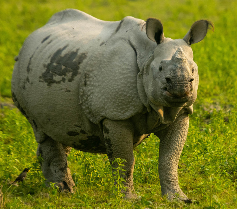 Indian Rhino; DISPLAY FULL IMAGE.