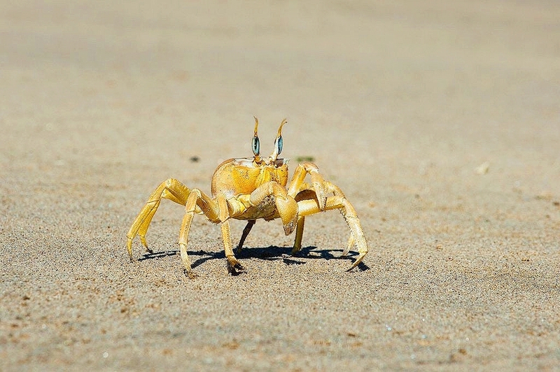 Tufted ghost crab (Ocypode cursor); DISPLAY FULL IMAGE.