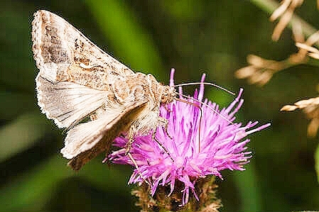 Display full image
