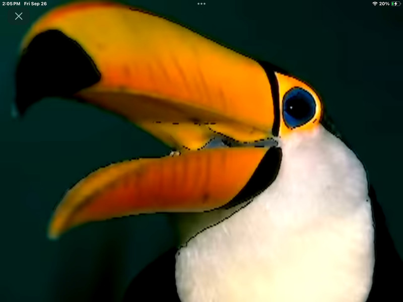 Toucan elephant goat flamingo goat rhino frog peacock ; DISPLAY FULL IMAGE.