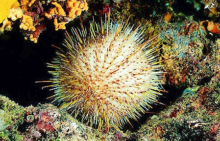 Melon sea urchin (Echinus melo); Image ONLY