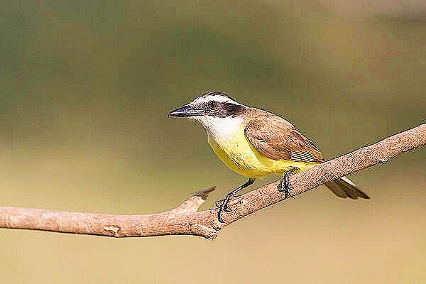 Great kiskadee (Pitangus sulphuratus); Image ONLY