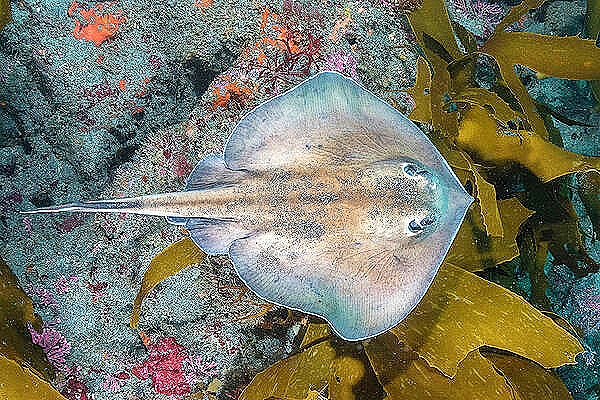 Sepia stingray (Urolophus aurantiacus); Image ONLY
