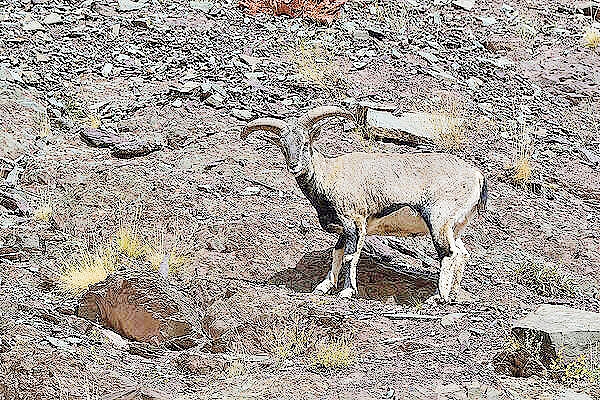 Bharal; Image ONLY