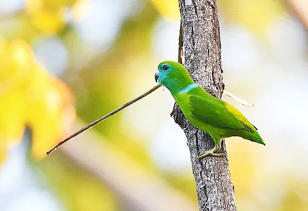 Guaiabero (Bolbopsittacus lunulatus) ; Image ONLY