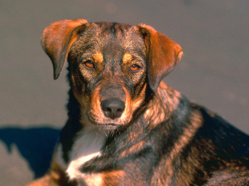 Dog (Canis lupus familiaris); DISPLAY FULL IMAGE.