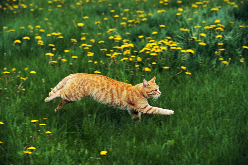 Cat (Felis silvestris catus); DISPLAY FULL IMAGE.