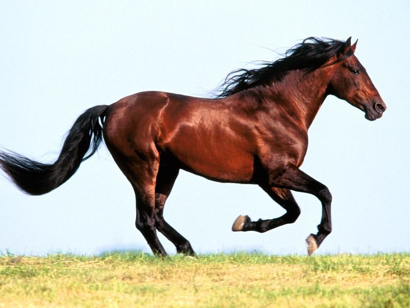 Horse (Equus ferus caballus); DISPLAY FULL IMAGE.
