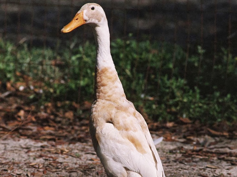 Domestic Duck (Anas platyrhynchos domesticus); DISPLAY FULL IMAGE.