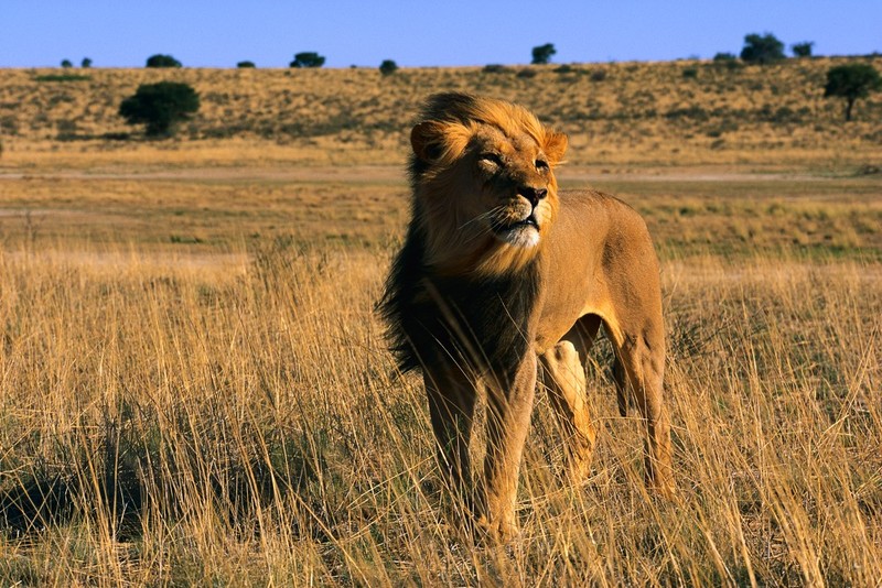 Lion (Panthera leo); DISPLAY FULL IMAGE.