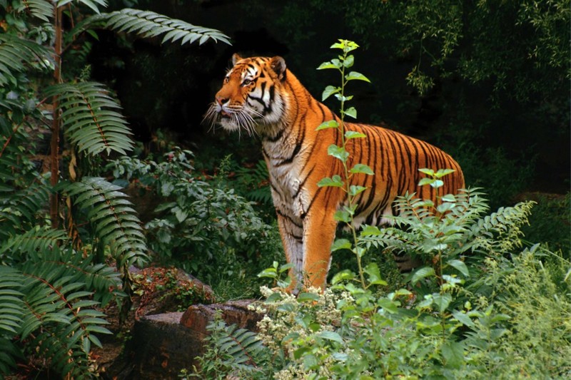 Tiger (Panthera tigris); DISPLAY FULL IMAGE.