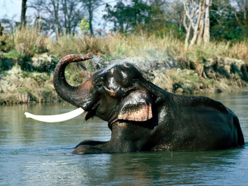 Indian Elephant (Elephas maximus indicus); DISPLAY FULL IMAGE.