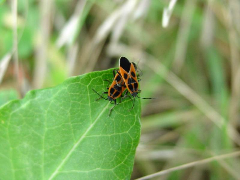 노린재::긴노린재::십자무늬긴노린재 - Tropidothorax cruciger (Motschulsky) - Milkweed bugs; DISPLAY FULL IMAGE.