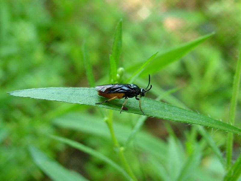 이름모를 곤충 --> 동애등에 Ptecticus tenebrifer (Soldier Fly); DISPLAY FULL IMAGE.