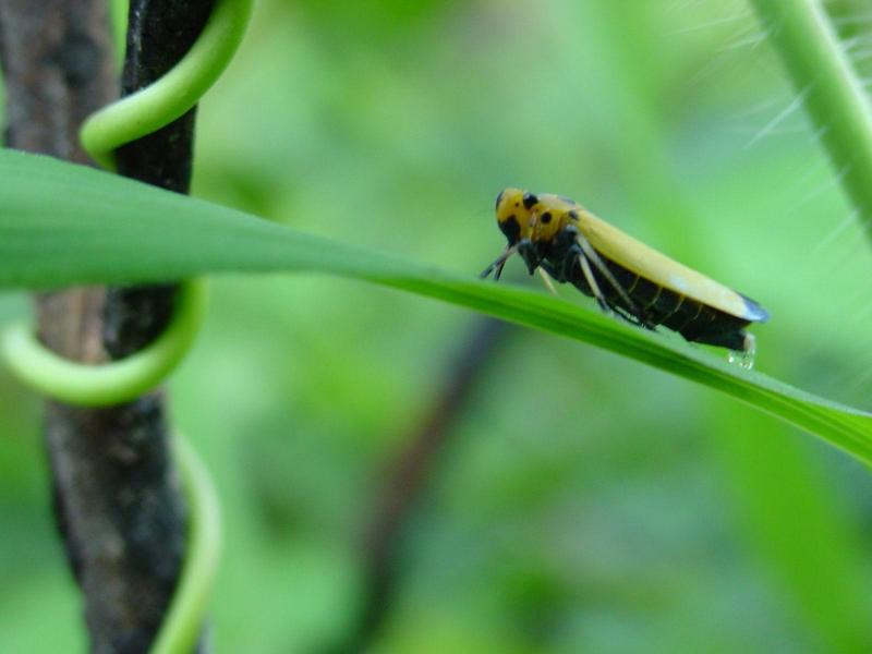 끝검은말매미충 (Bothrogonia japonica Ishihara); DISPLAY FULL IMAGE.