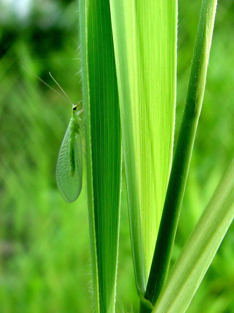 풀잠자리 종류 (Green Lacewing); DISPLAY FULL IMAGE.