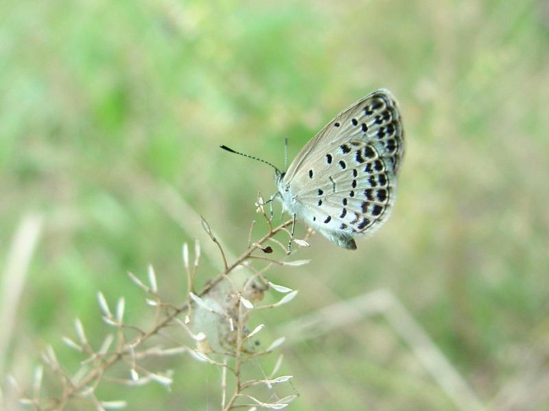 남방부전나비 - Pseudozizeeria maha (Kollar); DISPLAY FULL IMAGE.