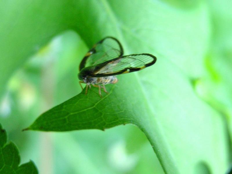 매미충::신부날개매미충(Euricania clara KATO); DISPLAY FULL IMAGE.