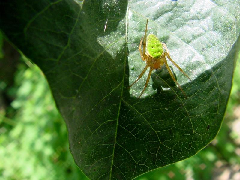 예쁜 풀색 거미 -- 종류는 모르겠습니다.; DISPLAY FULL IMAGE.