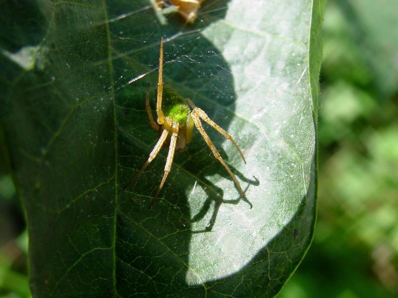 예쁜 풀색 거미 -- 종류는 모르겠습니다.; DISPLAY FULL IMAGE.