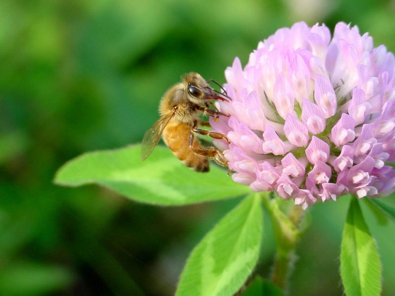 양봉 꿀벌 (Apis mellifera) -- honeybee; DISPLAY FULL IMAGE.